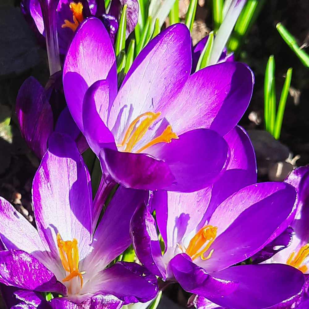 Krokus