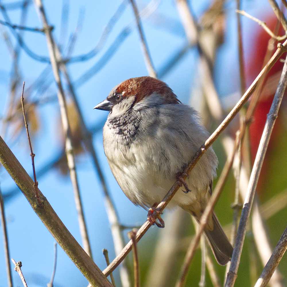 Spatz