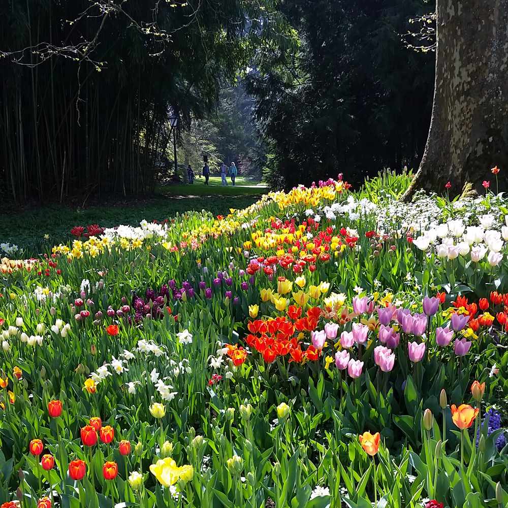 Tulpen